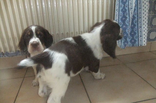 du clos du mouron rouge - Magnifique chiot English Springer Spaniel à réserver