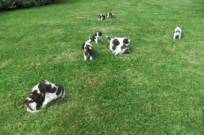 du clos du mouron rouge - Des chiots English Springer Spaniel sont nés le 09 Juillet 2013