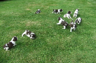 du clos du mouron rouge - Deux Chiots femelles English Springer Spaniel à réserver
