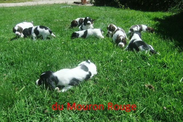 du clos du mouron rouge - chiots English Springer Spaniel nés le 2 juin 2015