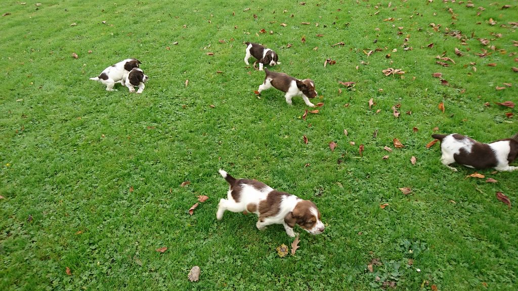 les chiots ont 3 semaines