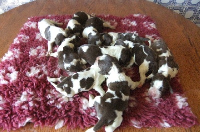 du clos du mouron rouge - Des chiots English Springer Spaniel sont attendus vers le 17 Octobre