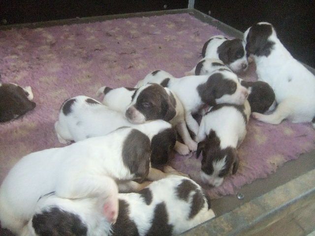 Des chiots English Springer Spaniel sont attendus vers le 15 Août 2017