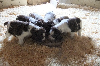 du clos du mouron rouge - des chiots Springer Spaniel sont nés
