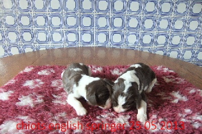 du clos du mouron rouge - Des choits English Springer Spaniel sont nés le 25 05 2013