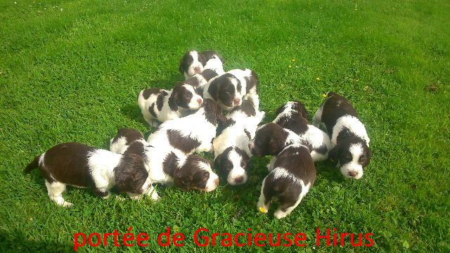 du clos du mouron rouge - English Springer Spaniel à réserver