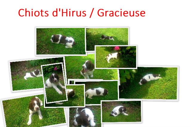 du clos du mouron rouge - english springer spaniel disponible