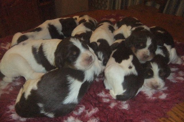 du clos du mouron rouge - Des English Springer Spaniel sont nés le 27 novembre 2015
