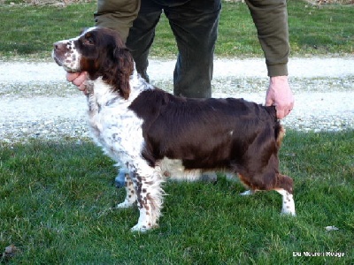 du clos du mouron rouge - Des chiots Springers sont attendus vers le 28 Mai 2013