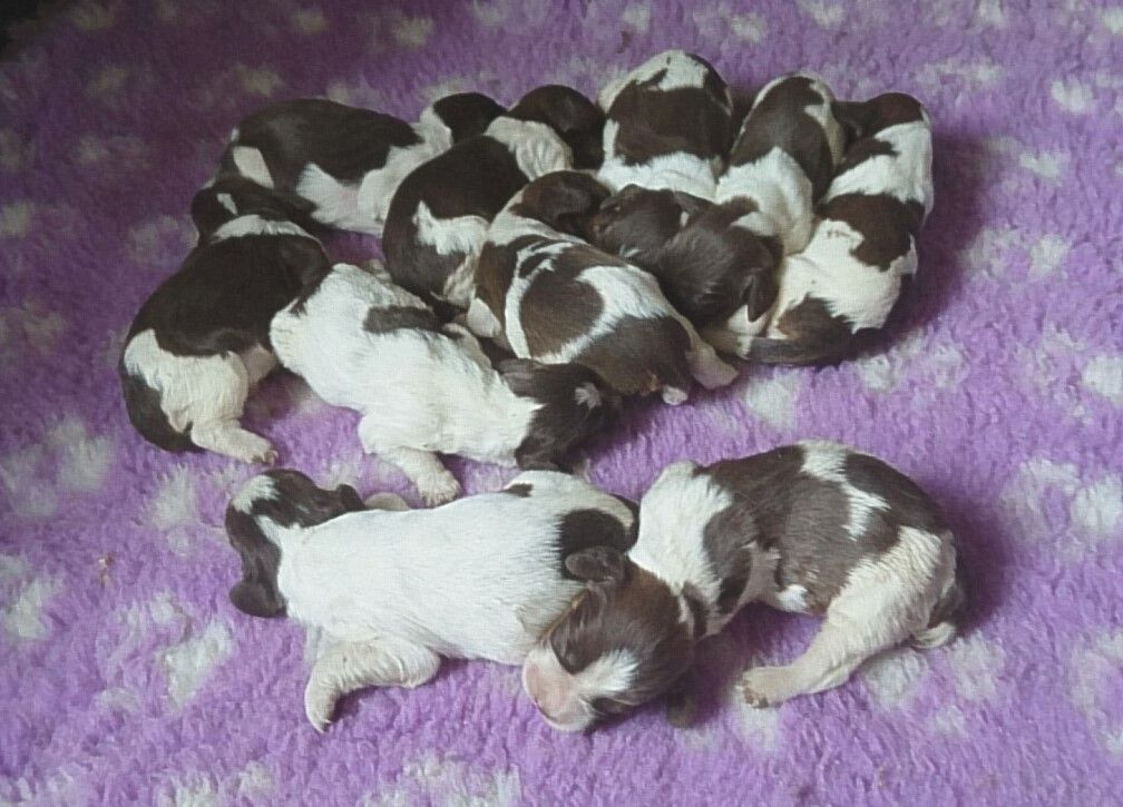 Des chiots English Springer Spaniel sont attendus vers le 30 Juillet 