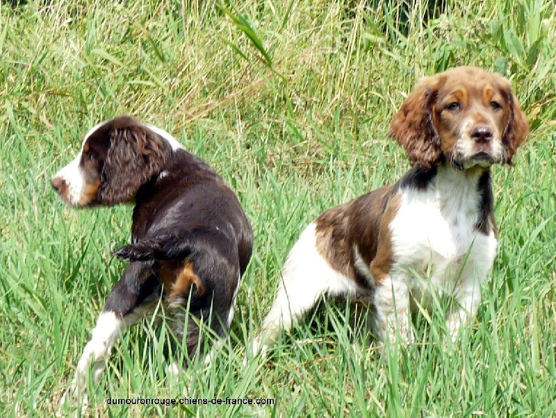 du clos du mouron rouge - English Springer Spaniel - Portée née le 10/04/2010