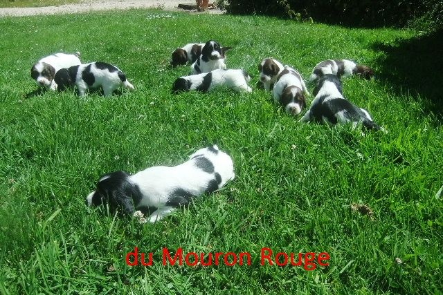 Chiot English Springer Spaniel du clos du mouron rouge